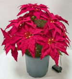 Load image into Gallery viewer, 24" x 16" Cordless Everglow Poinsettia Urn Filler
