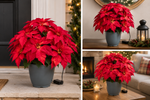 Load image into Gallery viewer, 24" x 16" Cordless Everglow Poinsettia Urn Filler
